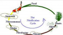 gambar siklus nitrifikasi the nitrification cycle 128x71 Membuat Kolam Koi Ideal, Hal Hal Yang Perlu Mendapatkan Perhatian