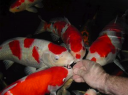 koi hand feeding 1 128x95 Tips Cara Memberi Makan Ikan Koi