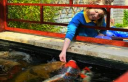 koi hand feeding 2 128x82 Tips Cara Memberi Makan Ikan Koi